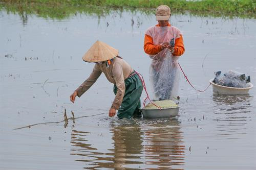 Bắt cá trên cách đồng mùa nước nổi. Ảnh: Duy Khương - TTXVN