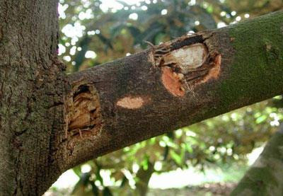 Nhánh sầu riêng bị thối do nấm Phytophthora palmivora tấn công. Ảnh: dost-bentre.gov.vn Nhánh sầu riêng bị thối do nấm Phytophthora palmivora tấn công. Ảnh: dost-bentre.gov.vn