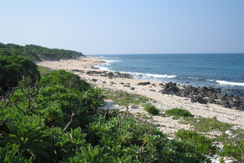 Cồn Cỏ cò nhiều tiềm năng phát triển du lịch. conco.quangtri.gov.vn Cồn Cỏ cò nhiều tiềm năng phát triển du lịch. conco.quangtri.gov.vn