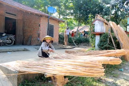 Người dân thôn Nước Lá, Ba Vinh (Ba Tơ) phơi mây đã thu hoạch chờ người đến thu mua. Ảnh: baoquangngai.vn