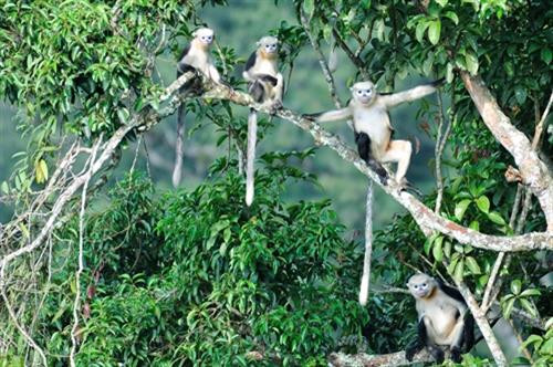 Voọc mũi hếch - loài linh trưởng quý hiếm của thế giới được bảo vệ ở mức "cực kỳ nguy cấp" tại Khu bảo tồn Khau Ca. Ảnh: Lê Văn Dũng-TTXVN Voọc mũi hếch - loài linh trưởng quý hiếm của thế giới được bảo vệ ở mức "cực kỳ nguy cấp" tại Khu bảo tồn Khau Ca. Ảnh: Lê Văn Dũng-TTXVN