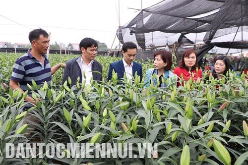 Giám đốc Sở Nông nghiệp và Phát triển nông thôn Hà Nội Chu Phú Mỹ kiểm tra tình hình sản xuất hoa tại huyện Phúc Thọ (Hà Nội). Ảnh: Trung Xuân