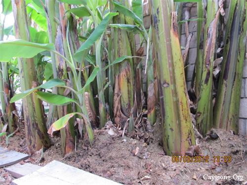 Hình thức nhân giống chuối chủ yếu là nhân giống vô tính, thường dùng chồi con để trồng. Ảnh: caygiong.org Hình thức nhân giống chuối chủ yếu là nhân giống vô tính, thường dùng chồi con để trồng. Ảnh: caygiong.org