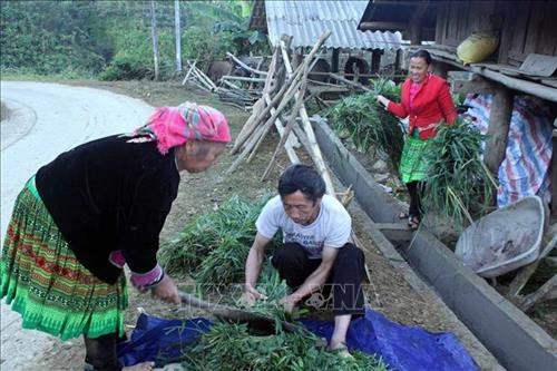 Người dân bản Căn Câu 1, xã Sin Suối Hồ cắt cỏ tươi cho trâu ăn . Ảnh: Quý Trung - TTXVN Người dân bản Căn Câu 1, xã Sin Suối Hồ cắt cỏ tươi cho trâu ăn . Ảnh: Quý Trung - TTXVN