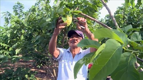 Ông Huỳnh Văn Tánh đang thu hoạch mãng cầu ở Trang trại. Ảnh: Thế Lập - TTXVN Ông Huỳnh Văn Tánh đang thu hoạch mãng cầu ở Trang trại. Ảnh: Thế Lập - TTXVN