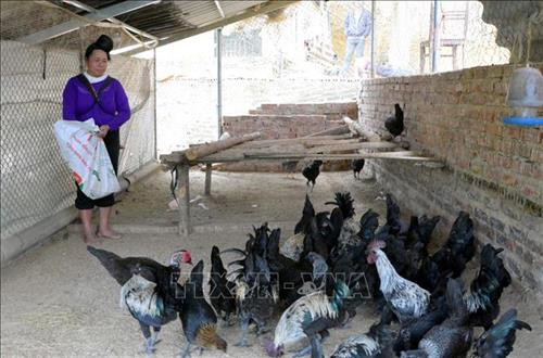 Gà đen Tủa Chùa được chăm sóc cẩn thận và mất nhiều công sức hơn với giống gà khác. Ảnh: Văn Dũng –TTXVN Gà đen Tủa Chùa được chăm sóc cẩn thận và mất nhiều công sức hơn với giống gà khác. Ảnh: Văn Dũng –TTXVN