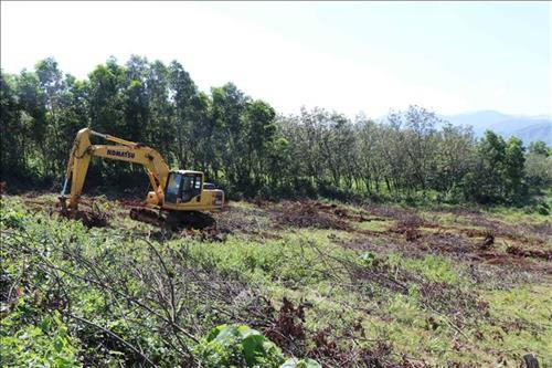 Quảng Trị chặt bỏ, chuyển đổi diện tích cao su cho hiệu quả kinh tế thấp. Ảnh : Nguyễn Văn Lý - TTXVN Quảng Trị chặt bỏ, chuyển đổi diện tích cao su cho hiệu quả kinh tế thấp. Ảnh : Nguyễn Văn Lý - TTXVN