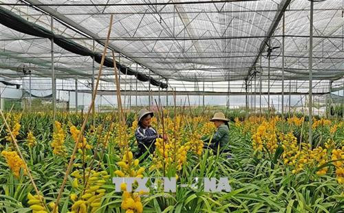 Nhà vườn Đà Lạt phục vụ Tết . Ảnh: Nguyễn Ngọc Dũng - TTXVN Nhà vườn Đà Lạt phục vụ Tết . Ảnh: Nguyễn Ngọc Dũng - TTXVN