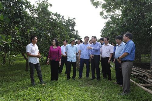 Trước đó, Phó Bí thư Thường trực Thành ủy Hà Nội Ngô Thị Thanh Hằng cùng các thành viên trong đoàn công tác đã thăm mô hình trồng bưởi hữu cơ ở xã Nam Phương Tiến. Đây là vùng chuyên canh bưởi gắn với phát triển chuỗi nông sản an toàn giá trị kinh tế cao của huyện Chương Mỹ.