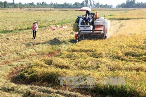 Nông dân huyện Vị Thủy thu hoạch lúa Đông Xuân đầu vụ.