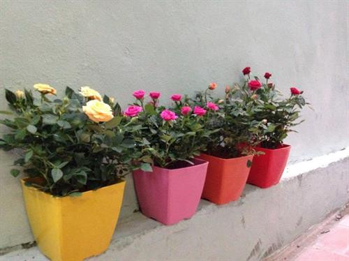 Cách chăm sóc hoa hồng trồng chậu không hề đơn giản. Ảnh: vietq.vn Cách chăm sóc hoa hồng trồng chậu không hề đơn giản. Ảnh: vietq.vn