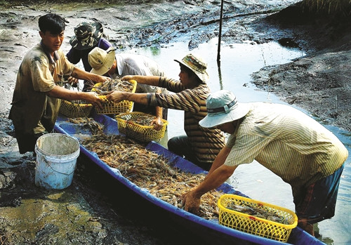 Cần bố trí thời vụ nuôi tôm kết thúc sớm, từ đó có thời gian rửa mặn triệt để cho đất Cần bố trí thời vụ nuôi tôm kết thúc sớm, từ đó có thời gian rửa mặn triệt để cho đất