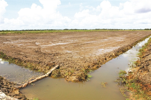 Theo dõi thời tiết để rút nước sau vụ tôm, chờ mưa xuống rửa mặn cho đất Theo dõi thời tiết để rút nước sau vụ tôm, chờ mưa xuống rửa mặn cho đất