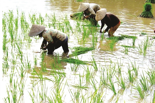 Sau vụ tôm, rửa mặn đến khi nước ruộng đạt độ mặn dưới 2%o mới bắt đầu gieo sạ lúa Sau vụ tôm, rửa mặn đến khi nước ruộng đạt độ mặn dưới 2%o mới bắt đầu gieo sạ lúa