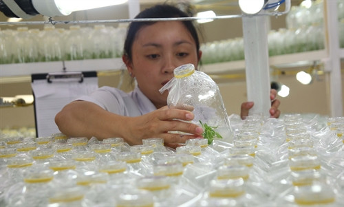 Nhân viên kỹ thuật kiểm tra tốc độ sinh trưởng của các cây con được nuôi trong chai thuỷ tinh