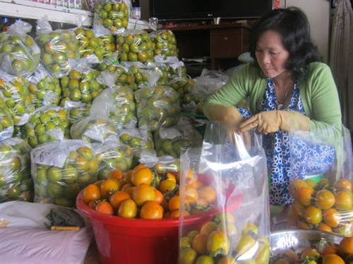 Người dân thu hoạch hồng Người dân thu hoạch hồng