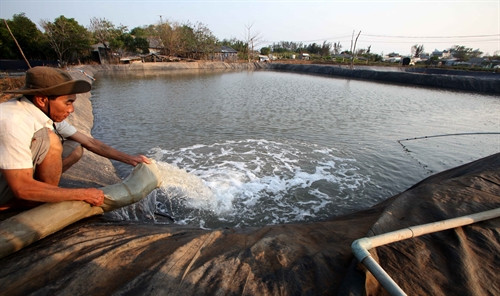 Gia đình ông Phạm Văn Đoàn, ấp Tân Phú, huyện Tân Thành vay vốn chương trình hộ cận nghèo đầu tư cải tạo, chuyển đối đất trồng lúa kém hiệu quả thành hồ nuôi cá nước mặn Gia đình ông Phạm Văn Đoàn, ấp Tân Phú, huyện Tân Thành vay vốn chương trình hộ cận nghèo đầu tư cải tạo, chuyển đối đất trồng lúa kém hiệu quả thành hồ nuôi cá nước mặn