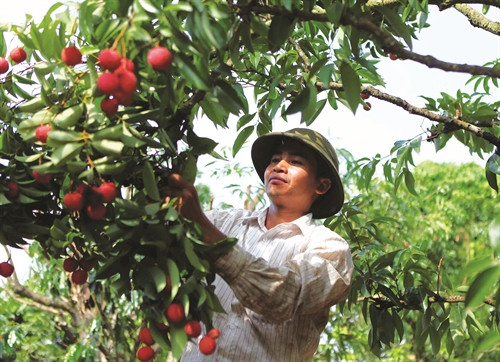 Trong quá trình chăm sóc và thu hoạch vải cần phát quang bụi rậm, cắt tỉa cành sau thu hoạch 15 ngày để điều chỉnh số lượng lộc lá