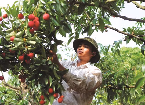 Trong quá trình chăm sóc và thu hoạch vải cần phát quang bụi rậm, cắt tỉa cành sau thu hoạch 15 ngày để điều chỉnh số lượng lộc lá