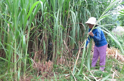 Phụ nữ vùng cao Phước Hòa vươn lên thoát nghèo ảnh 3