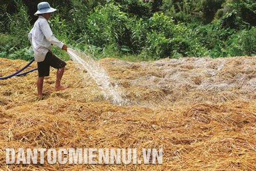 Xử lý rơm làm nấm tại xã Hòa An, huyện Phụng Hiệp (Hậu Giang). Ảnh: DTMN Xử lý rơm làm nấm tại xã Hòa An, huyện Phụng Hiệp (Hậu Giang). Ảnh: DTMN