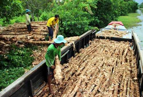 Trồng rừng tràm thâm canh cho hiệu quả kinh tế cao tại Cà Mau Trồng rừng tràm thâm canh cho hiệu quả kinh tế cao tại Cà Mau