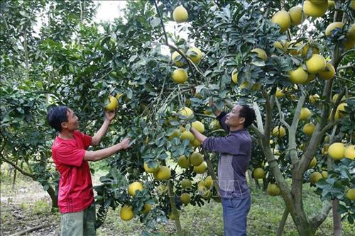 Gia đình anh Đăng trồng hơn 500 gốc bưởi cho thu nhập ổn định. Ảnh: Nam Sương - TTXVN Gia đình anh Đăng trồng hơn 500 gốc bưởi cho thu nhập ổn định. Ảnh: Nam Sương - TTXVN
