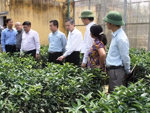 Đoàn tham quan mô hình sản xuất giống cây ăn quả có múi sạch bệnh. Ảnh: Bộ KH&CN
