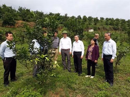 Đoàn tham quan mô hình trồng cam sành ở huyện Hàm Yên. Ảnh: Bộ KH&CN