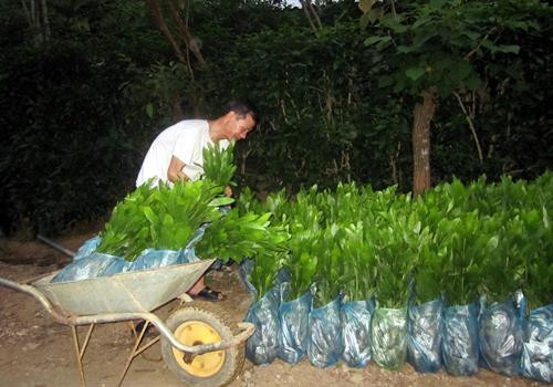 Người dân xã Công Đa đang chuẩn bị cây giống để trồng rừng. Ảnh: Quang Đán – TTXVN Người dân xã Công Đa đang chuẩn bị cây giống để trồng rừng. Ảnh: Quang Đán – TTXVN