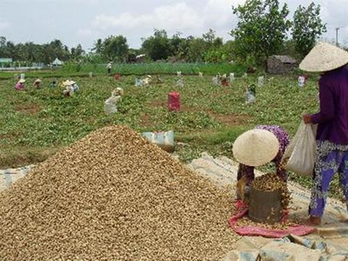 Thu hoạch lạc tại Trà Vinh. Ảnh: nongnghiep.vn