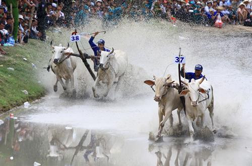 Trước cuộc thi, bò được tập trung ở bãi đất trống chờ xuất phát. Mỗi lượt đua có 2 đôi bò tham gia và thực hiện 2 vòng. Nếu đôi bò nào chạy ra ngoài coi là thua cuộc. Mỗi lượt đua có 2 đôi bò tham gia và thực hiện 2 vòng Vòng 1 gọi là vòng hô, với những cú nuớc rút ngoạn mục. Vòng đua thứ 2 là vòng thả, là vòng đua cực kỳ hấp dẫn, đặc biệt là 100 m cuối. Vòng đua thứ 2 là vòng thả, là vòng đua cực kỳ hấp dẫn, đặc biệt là 100 m cuối. Vòng đua thứ 2 là vòng thả, là vòng đua cực kỳ hấp dẫn, đặc biệt là 100 m cuối. Kết thúc cuộc đua, ban tổ chức trao phần thưởng cho đôi bò đoạt chức vô địch và cả phần thưởng cho người “Tài xế xuất sắc nhất giải”. Vòng đua thứ 2 là vòng thả, là vòng đua cực kỳ hấp dẫn, đặc biệt là 100 m cuối. Trước cuộc thi, bò được tập trung ở bãi đất trống chờ xuất phát. Mỗi lượt đua có 2 đôi bò tham gia và thực hiện 2 vòng. Nếu đôi bò nào chạy ra ngoài coi là thua cuộc. Mỗi lượt đua có 2 đôi bò tham gia và thực hiện 2 vòng Vòng 1 gọi là vòng hô, với những cú nuớc rút ngoạn mục. Vòng đua thứ 2 là vòng thả, là vòng đua cực kỳ hấp dẫn, đặc biệt là 100 m cuối. Vòng đua thứ 2 là vòng thả, là vòng đua cực kỳ hấp dẫn, đặc biệt là 100 m cuối. Vòng đua thứ 2 là vòng thả, là vòng đua cực kỳ hấp dẫn, đặc biệt là 100 m cuối. Kết thúc cuộc đua, ban tổ chức trao phần thưởng cho đôi bò đoạt chức vô địch và cả phần thưởng cho người “Tài xế xuất sắc nhất giải”. Vòng đua thứ 2 là vòng thả, là vòng đua cực kỳ hấp dẫn, đặc biệt là 100 m cuối.