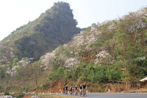 Vào độ tháng 2, tháng 3 hàng năm, hoa Ban- loại hoa đặc trưng của vùng Tây Bắc lại nở rộ hai bên đường lên cao nguyên Mộc Châu. Ảnh: TTXVN Vào độ tháng 2, tháng 3 hàng năm, hoa Ban- loại hoa đặc trưng của vùng Tây Bắc lại nở rộ hai bên đường lên cao nguyên Mộc Châu. Ảnh: TTXVN