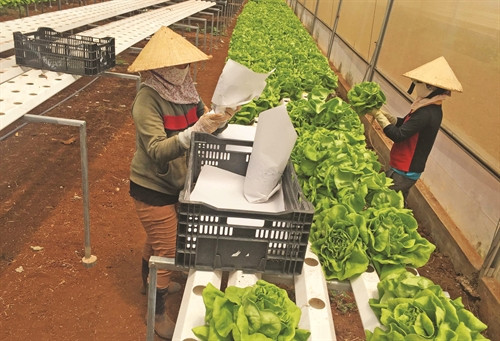 Thu hoạch rau sạch trồng bằng công nghệ thuỷ canh tại Lâm Đồng