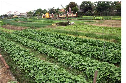 Những luống rau xanh tốt tại làng rau Trà Quế. Ảnh: Trịnh Bang Nhiệm - TTXVN Những luống rau xanh tốt tại làng rau Trà Quế. Ảnh: Trịnh Bang Nhiệm - TTXVN