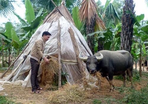 Anh Đại chăm sóc đàn trâu của gia đình