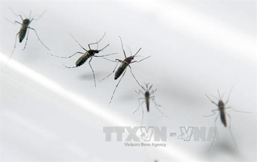 Triệu chứng phổ biến nhất khi nhiễm virus là sốt, viêm kết mạc, nhức đầu, đau cơ và khớp, phát ban