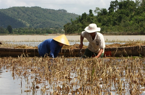 Hàng ngàn héc-ta hoa màu ở Đắk Lắk mất trắng sau lũ ảnh 5 Hàng ngàn héc-ta hoa màu ở Đắk Lắk mất trắng sau lũ ảnh 5