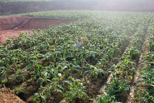 Diện tích trồng atisô của gia đình ông Nguyễn Ngọc Tịnh ở tổ Huỳnh Tấn Phát, phường 11, thành phố Đà Lạt, mỗi năm cho thu nhập 750 triệu đồng.