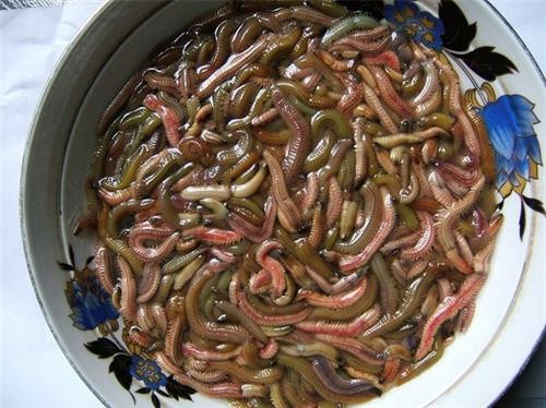 Về Hải Dương thưởng thức chả rươi ảnh 1 Về Hải Dương thưởng thức chả rươi ảnh 1