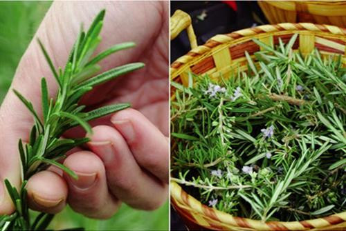 Cây Tiêu hương thảo (Lippia) có chứa nhiều loại tinh dầu. Ảnh : thuysanvietnam.com.vn Cây Tiêu hương thảo (Lippia) có chứa nhiều loại tinh dầu. Ảnh : thuysanvietnam.com.vn