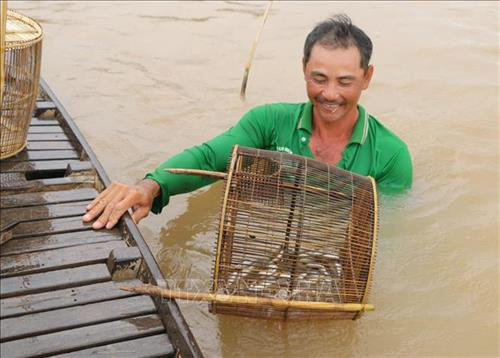 Anh Nguyễn Văn Cơi ở xã Vĩnh Hậu (An Phú, An Giang) giăng lưới bắt cá linh