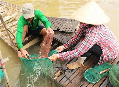 Vợ chồng anh Nguyễn Minh Ngà ở ấp Phước Khánh, xã Phước Hưng (An Phú, An Giang) bắt cá linh