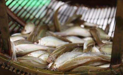 Cá linh - đặc sản của mùa lũ ở Đồng bằng sông Cửu Long.