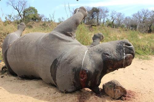 Hơn 1.000 con tê giác bị giết hại mỗi năm để lấy sừng