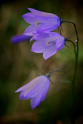 Cây hoa chuông lá tròn Scotland. Cây hoa chuông lá tròn Scotland.