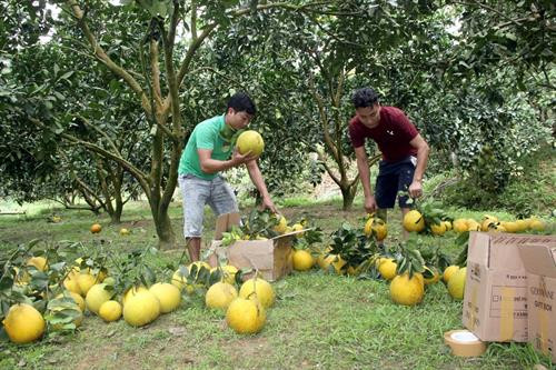 Thu hoạch bưởi Diễn tại xã Phúc Ninh. Ảnh: Quang Cường – TTXVN Thu hoạch bưởi Diễn tại xã Phúc Ninh. Ảnh: Quang Cường – TTXVN