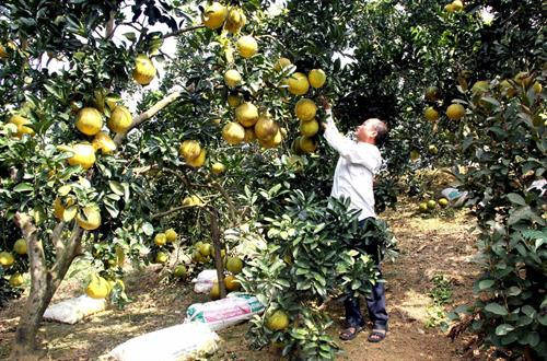 Vườn bưởi Diễn của gia đình ông Nguyễn Văn Giàu, thôn Ao Dăm, xã Phúc Ninh. Ảnh: Quang Cường – TTXVN Vườn bưởi Diễn của gia đình ông Nguyễn Văn Giàu, thôn Ao Dăm, xã Phúc Ninh. Ảnh: Quang Cường – TTXVN