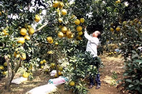 Vườn bưởi Diễn của gia đình ông Nguyễn Văn Giàu, thôn Ao Dăm, xã Phúc Ninh. Ảnh: Quang Cường – TTXVN