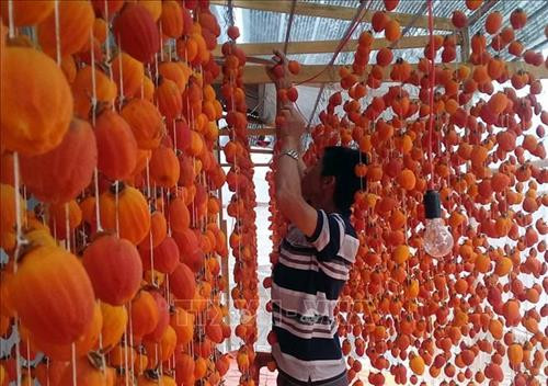 Mô hình sấy hồng theo công nghệ Nhật Bản. Ảnh: Quốc Hùng - TTXVN Mô hình sấy hồng theo công nghệ Nhật Bản. Ảnh: Quốc Hùng - TTXVN